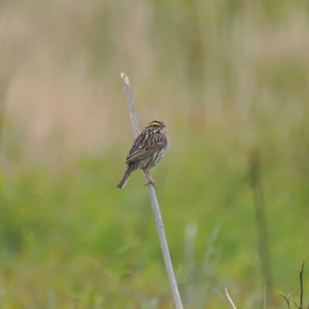 Savannah Sparrow - ML634522824