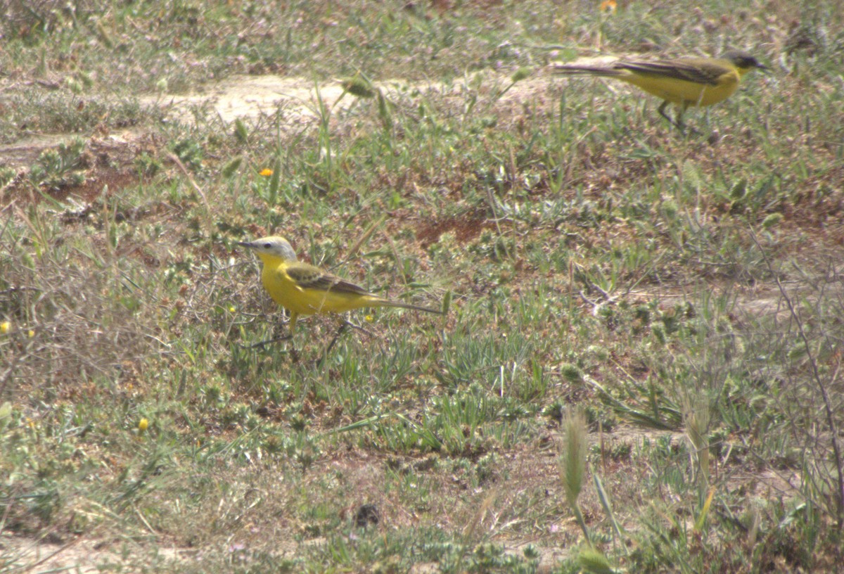 Western Yellow Wagtail (leucocephala) - ML634522863