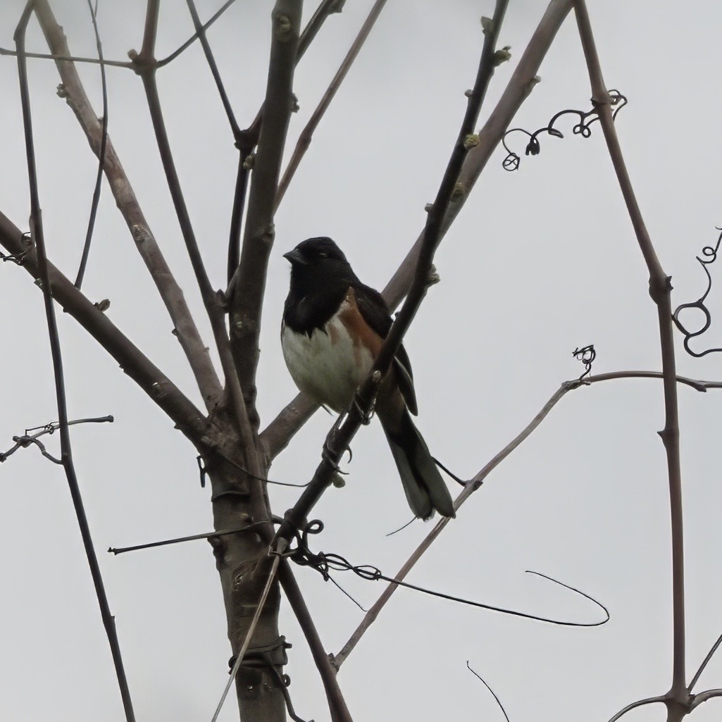 Eastern Towhee - ML634522934