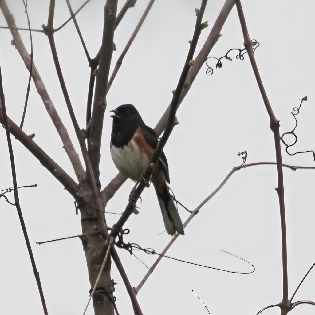 Eastern Towhee - ML634522935