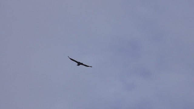 Andean Condor - ML634522993