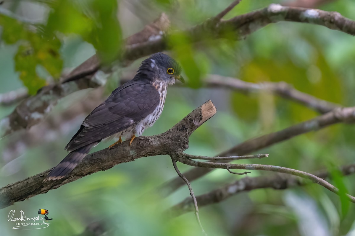 Malaysian Hawk-Cuckoo - ML634523003