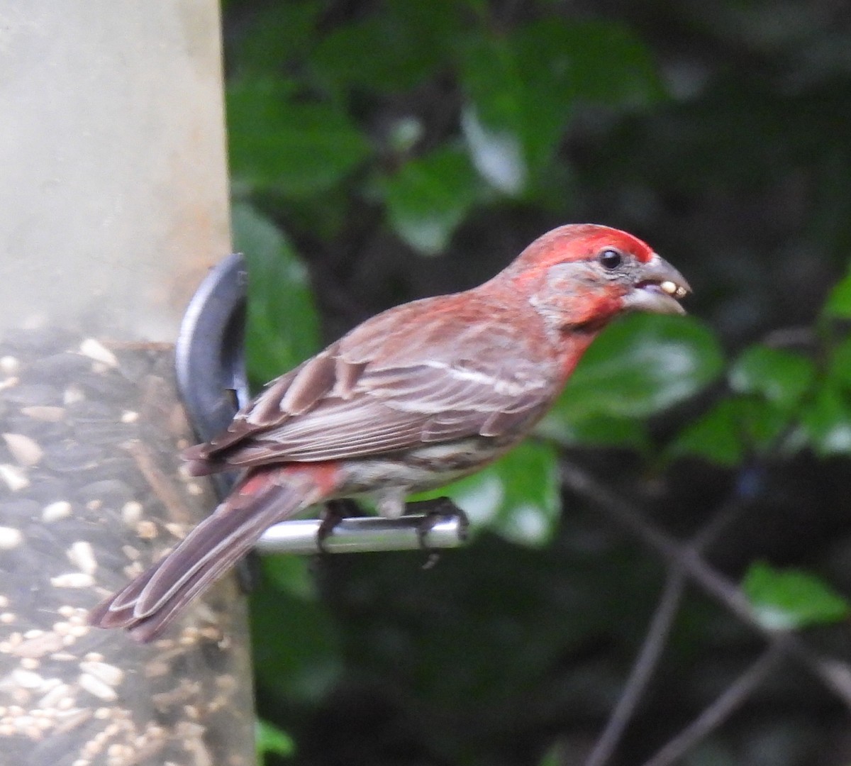 House Finch - ML634523017