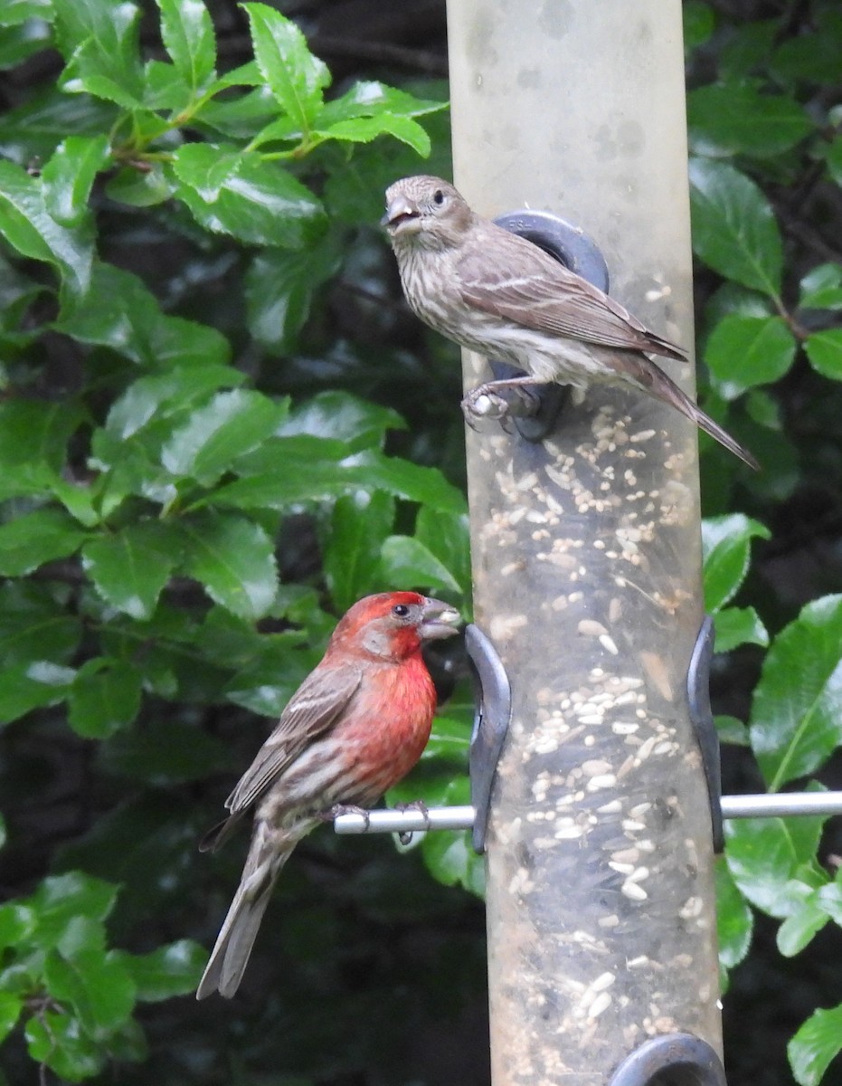 House Finch - ML634523020