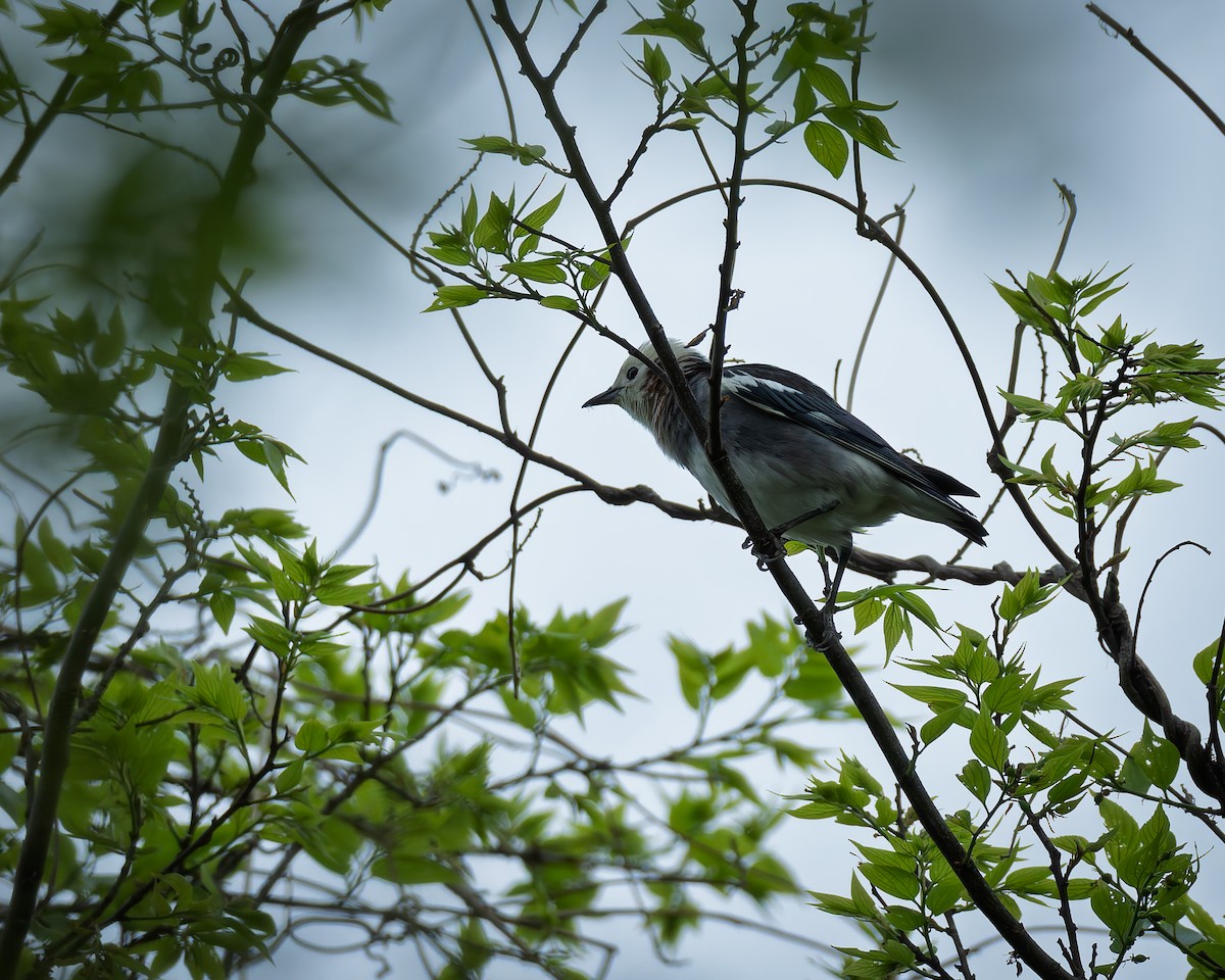 Chestnut-cheeked Starling - ML634523071