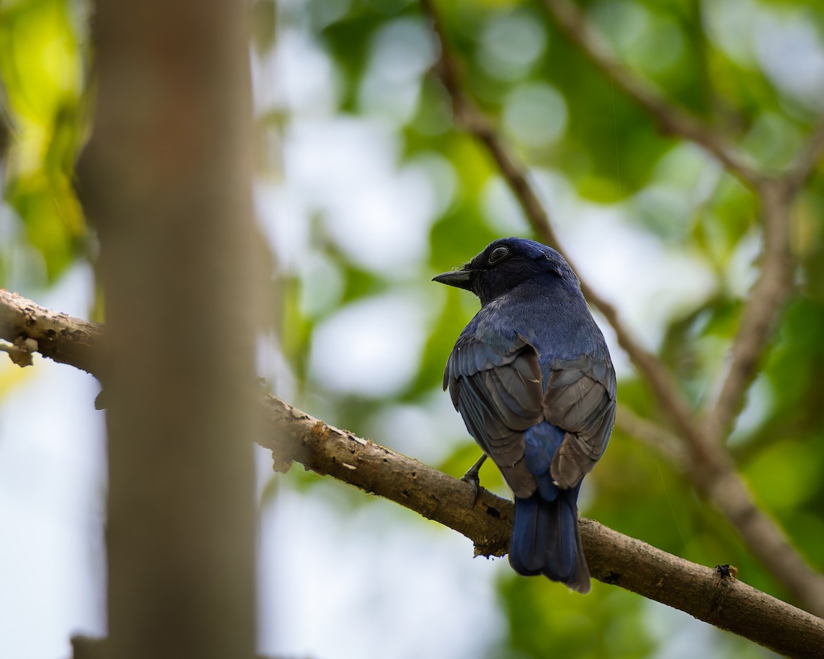 Blue-and-white Flycatcher - ML634523083
