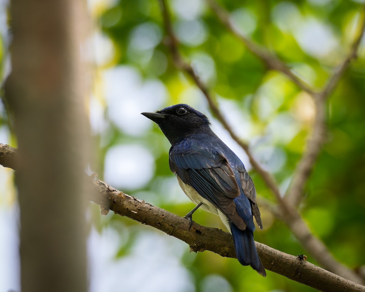 Blue-and-white Flycatcher - ML634523084