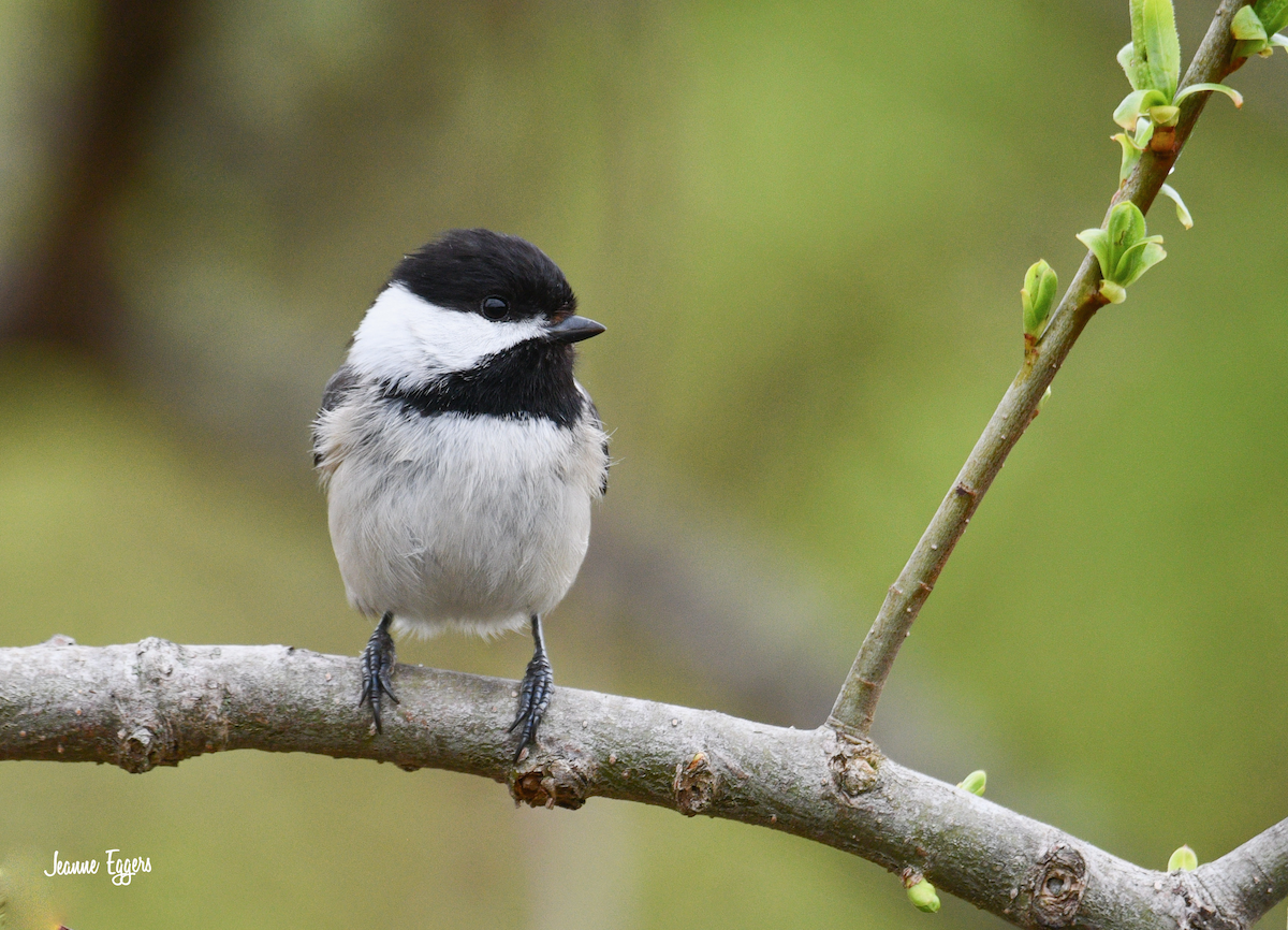 Black-capped Chickadee - ML634523086