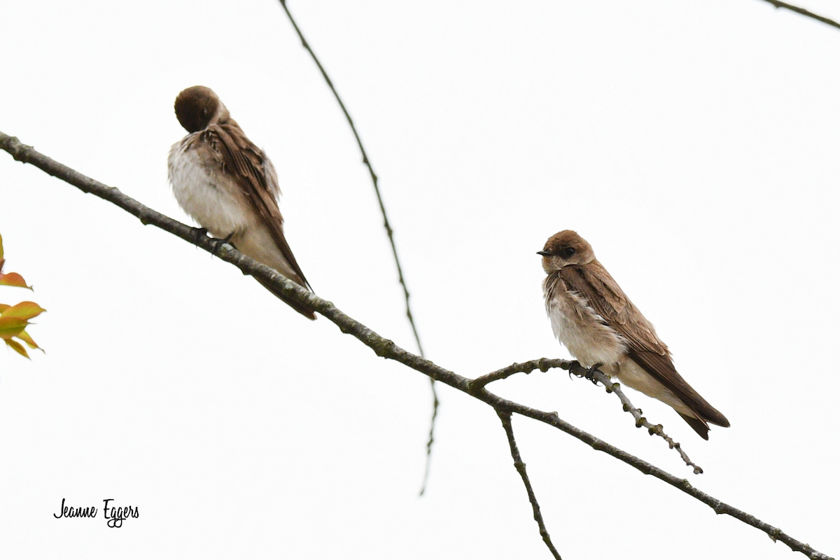 Northern Rough-winged Swallow - ML634523089