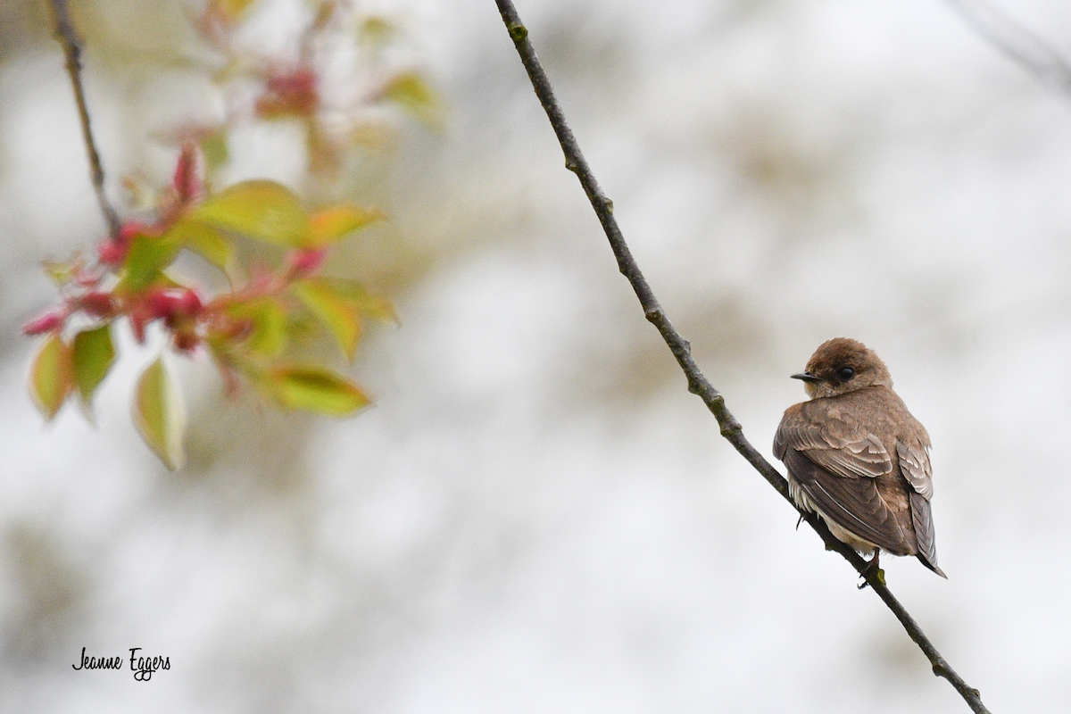 Northern Rough-winged Swallow - ML634523090