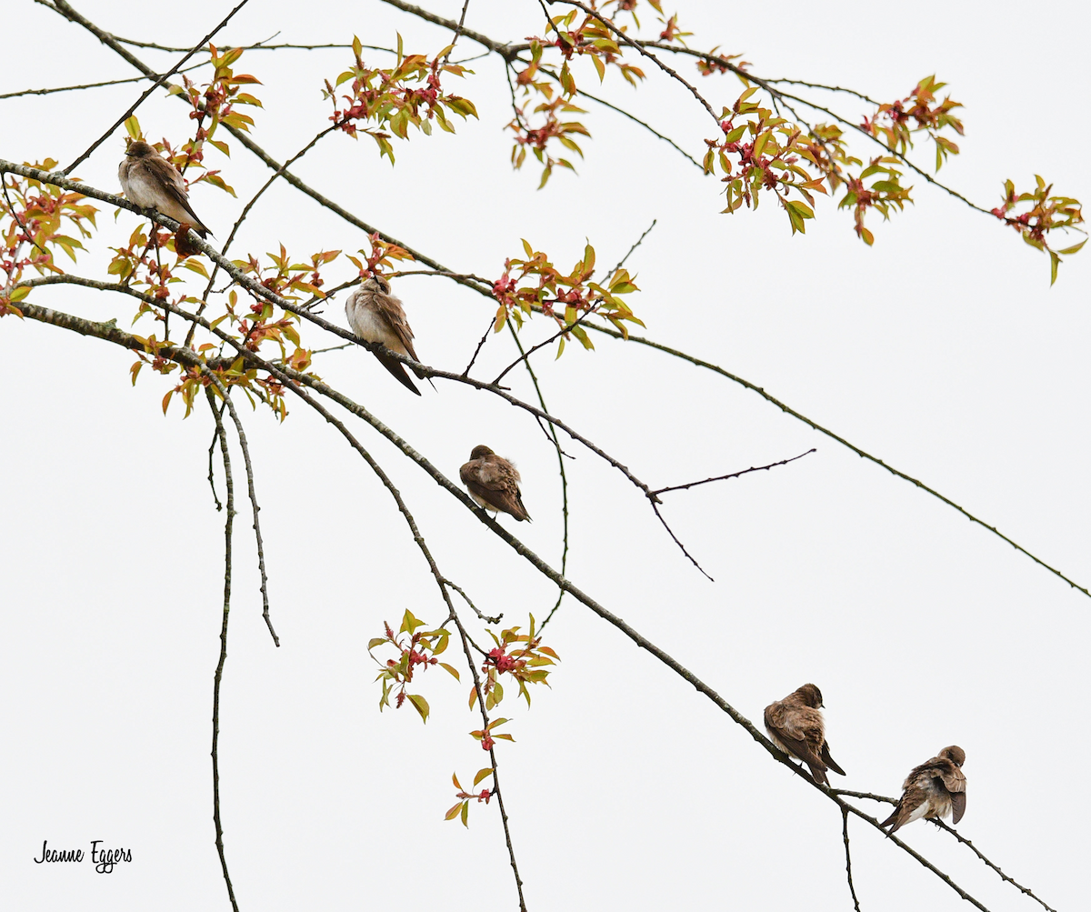 Northern Rough-winged Swallow - ML634523091