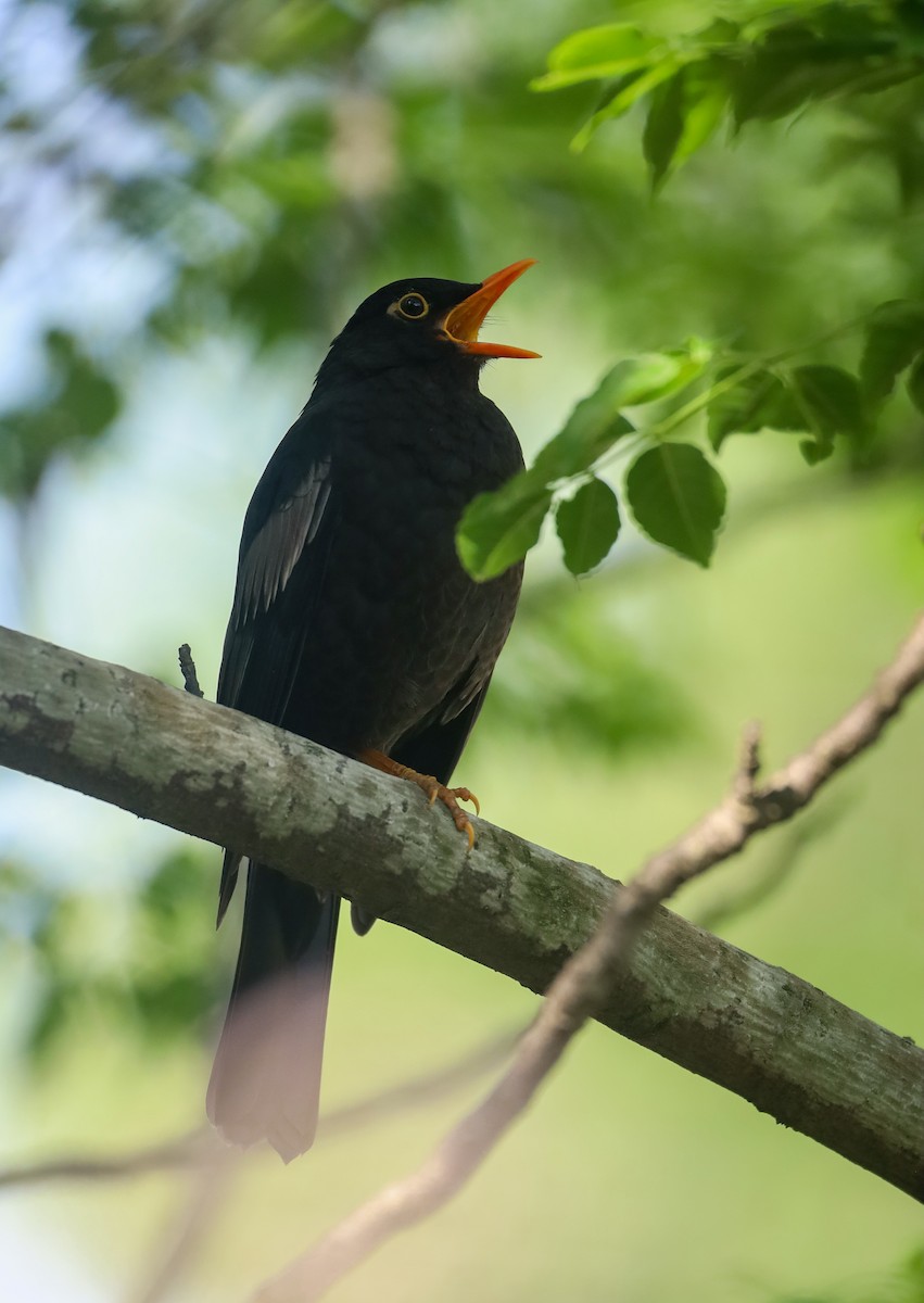 Gray-winged Blackbird - ML634523092