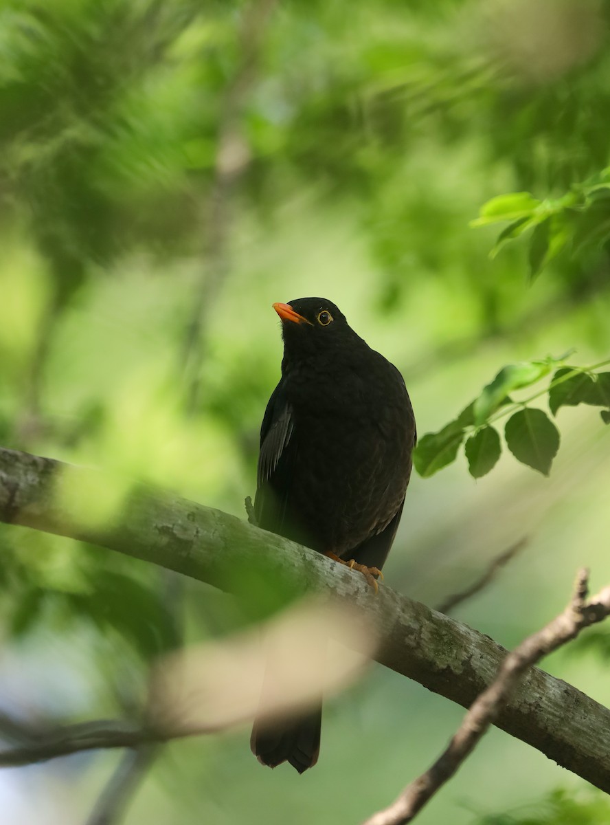 Gray-winged Blackbird - ML634523094