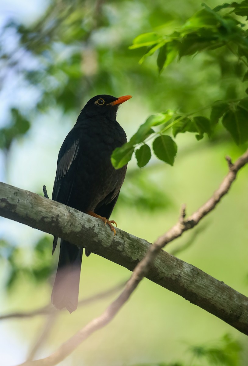Gray-winged Blackbird - ML634523095