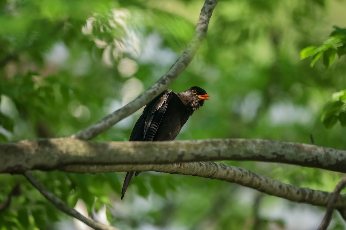 Gray-winged Blackbird - ML634523096
