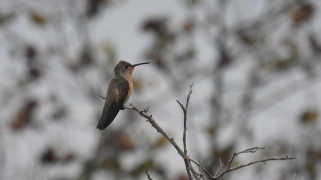 Buffy Hummingbird - ML634523106