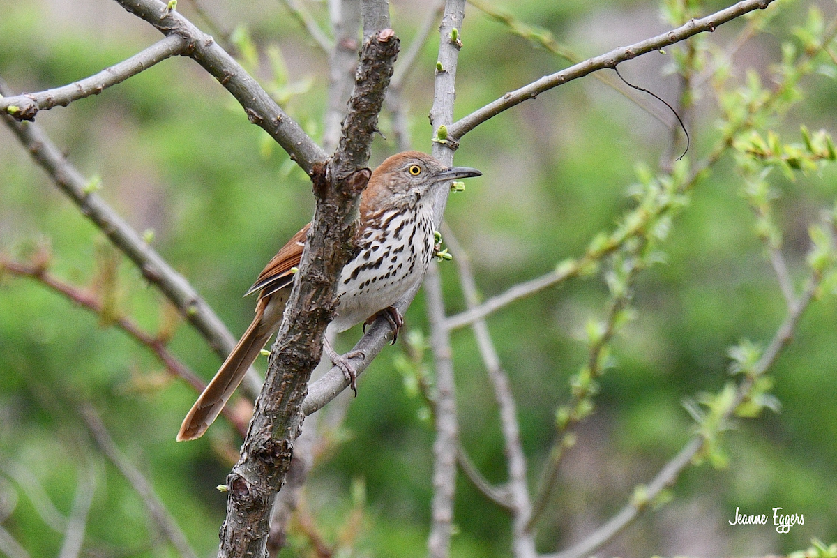 Brown Thrasher - ML634523118