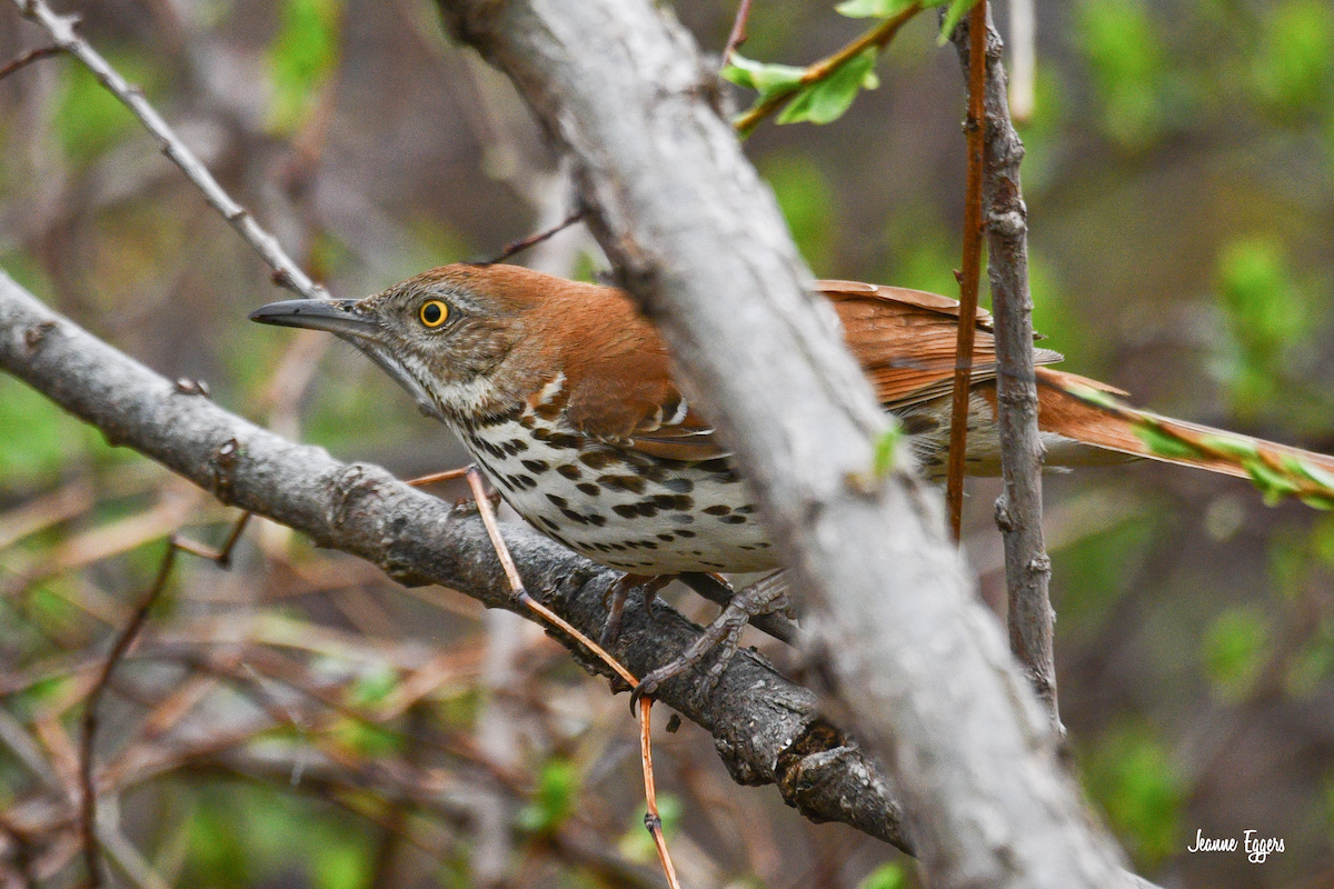 Brown Thrasher - ML634523119