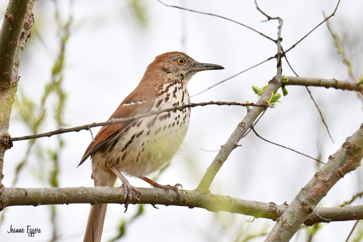 Brown Thrasher - ML634523120