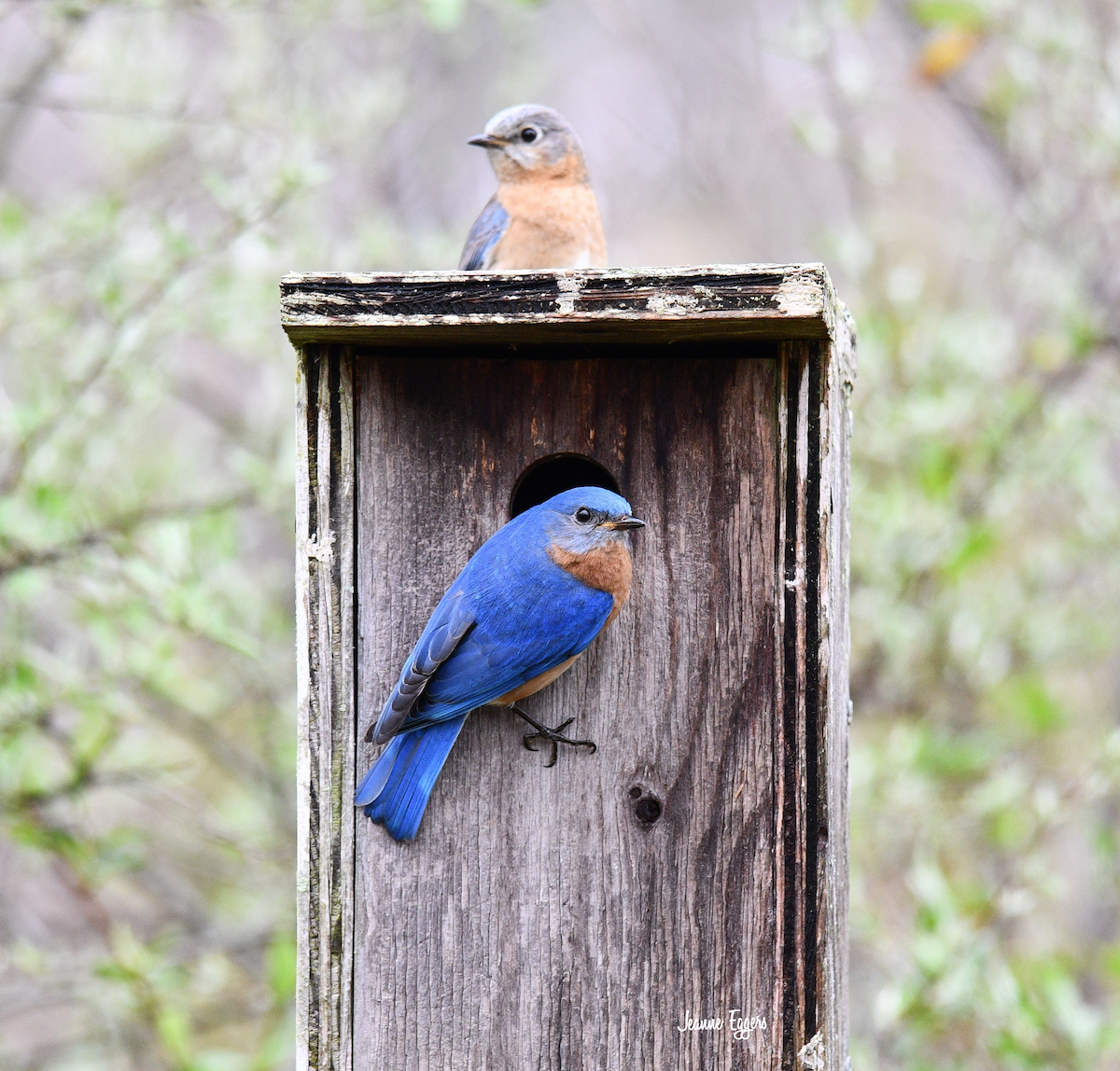Eastern Bluebird - ML634523128