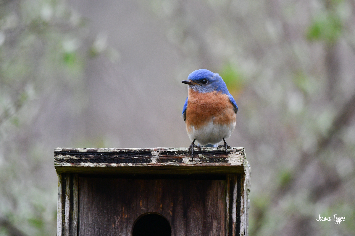 Eastern Bluebird - ML634523129
