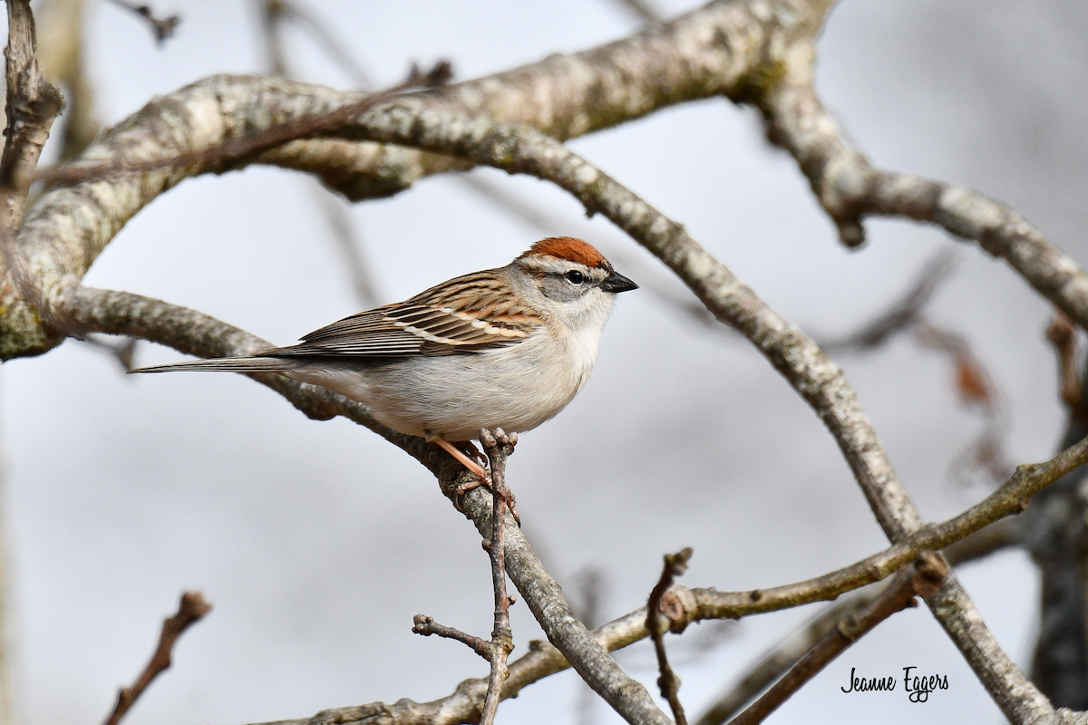 Chipping Sparrow - ML634523140