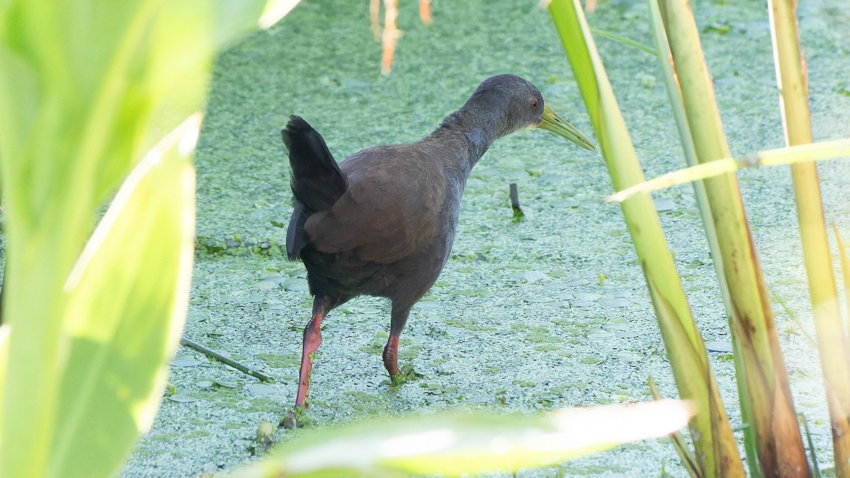 Blackish Rail - ML634523142