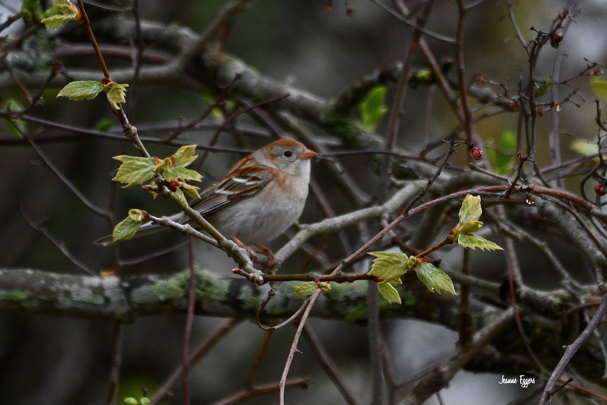 Field Sparrow - ML634523149