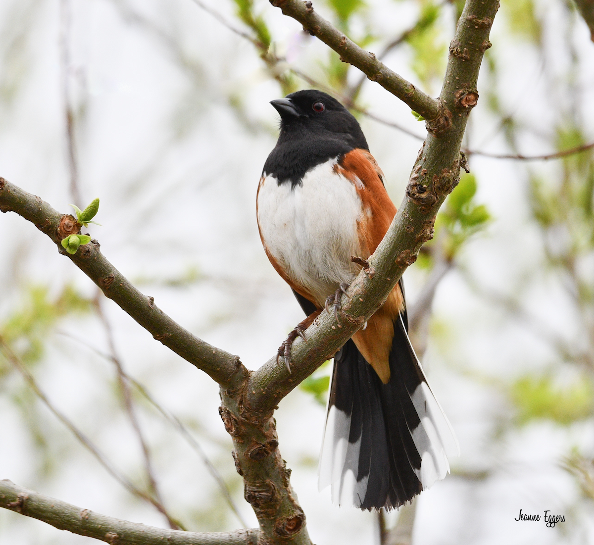 Eastern Towhee - ML634523155