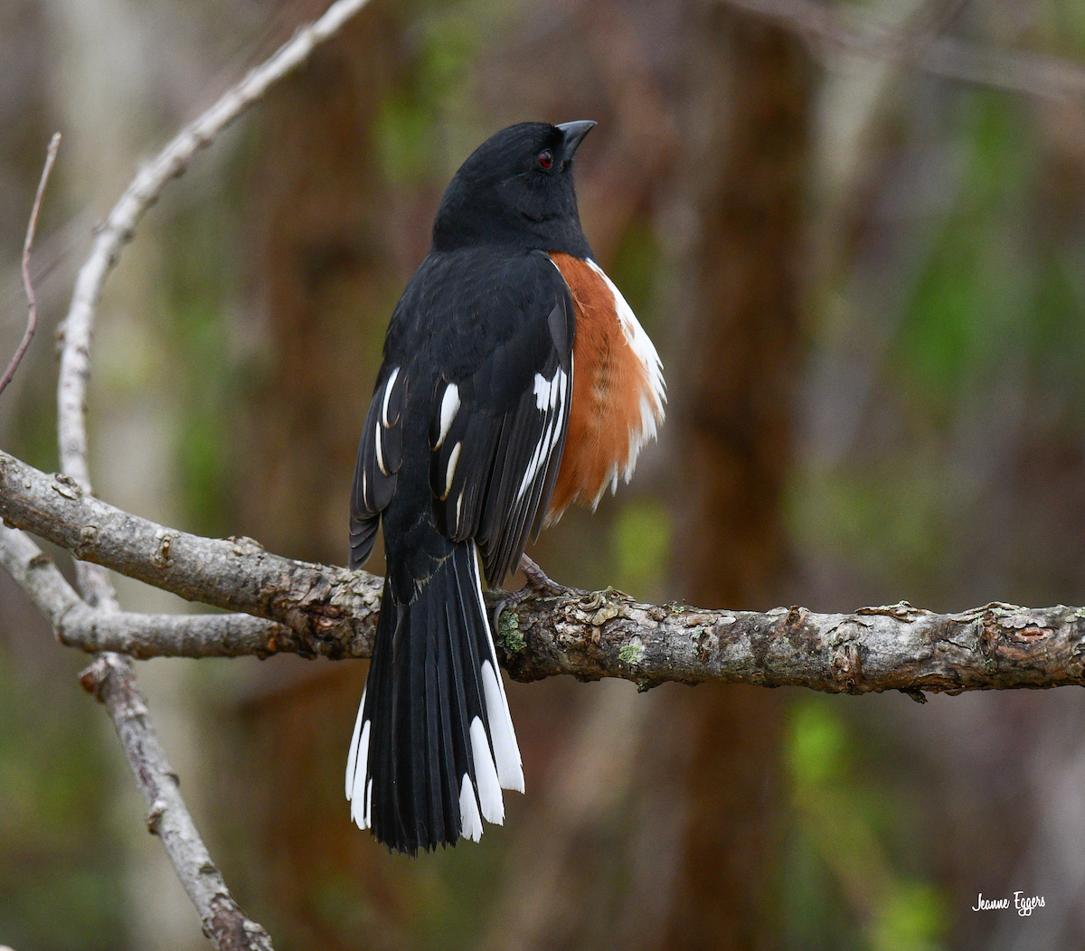 Eastern Towhee - ML634523156