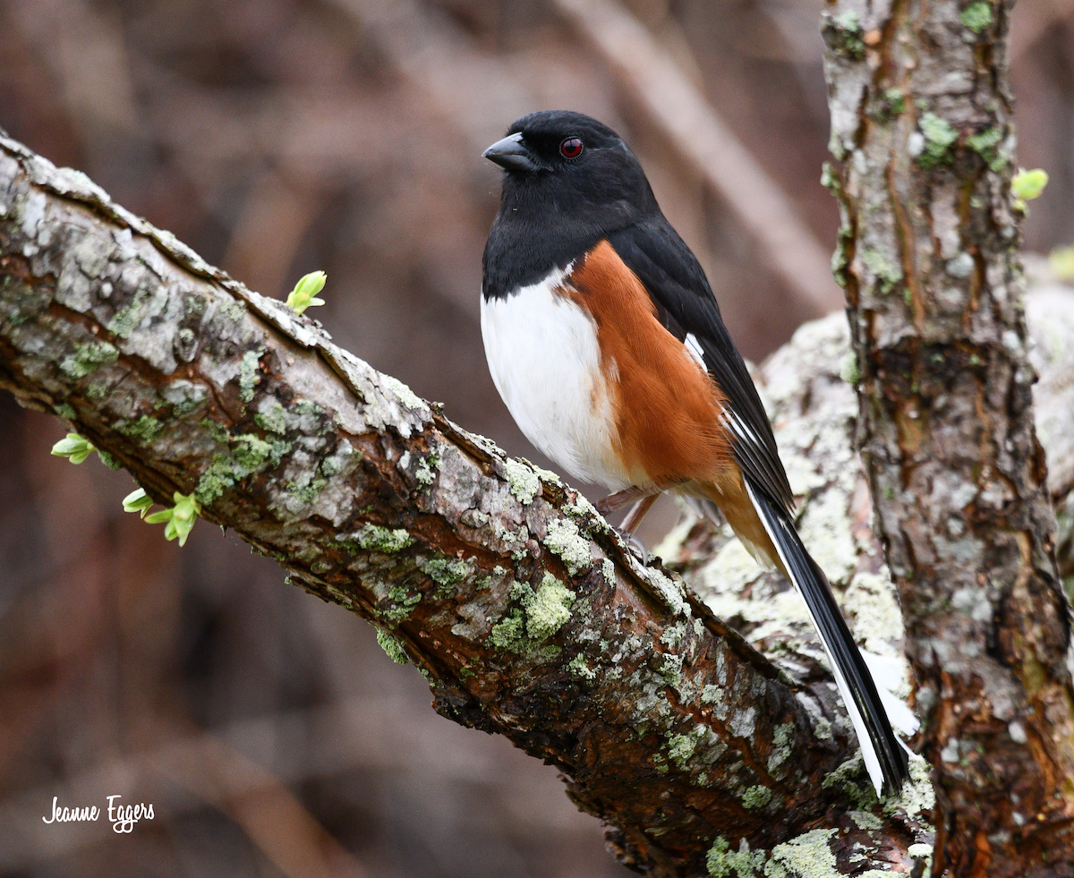 Eastern Towhee - ML634523157