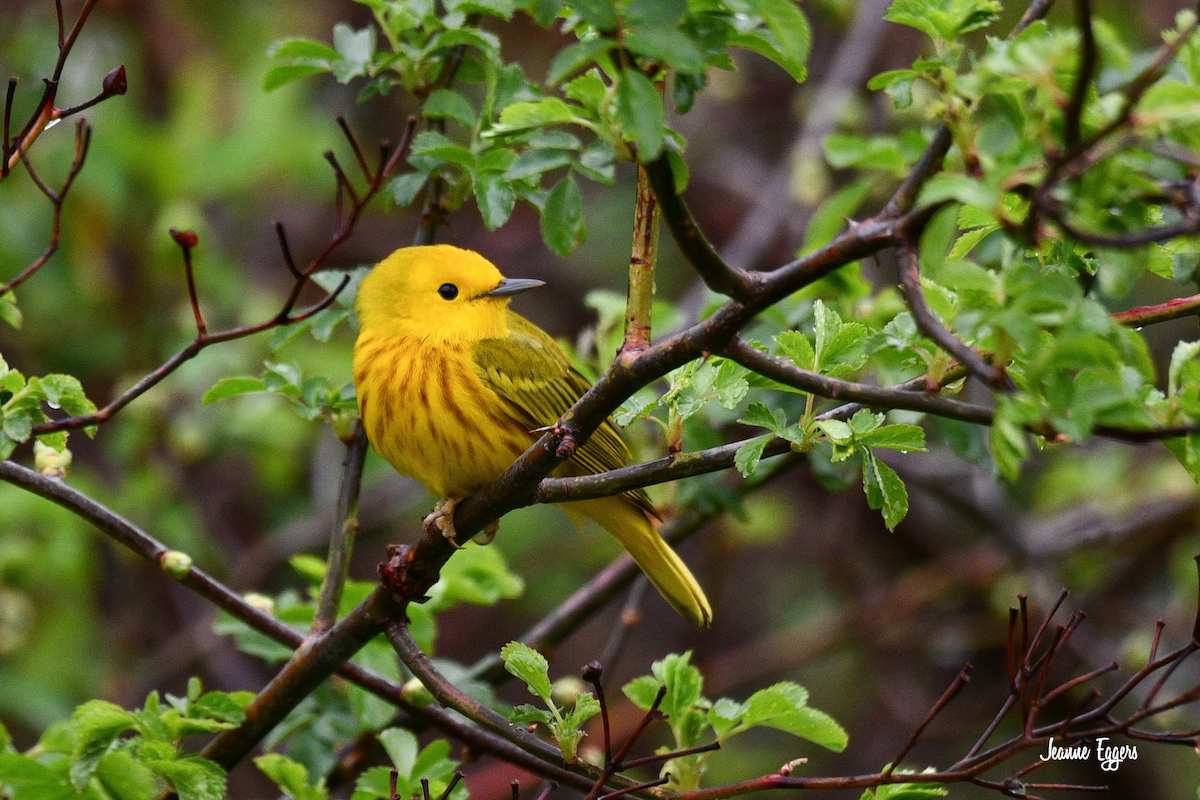 Yellow Warbler - ML634523167