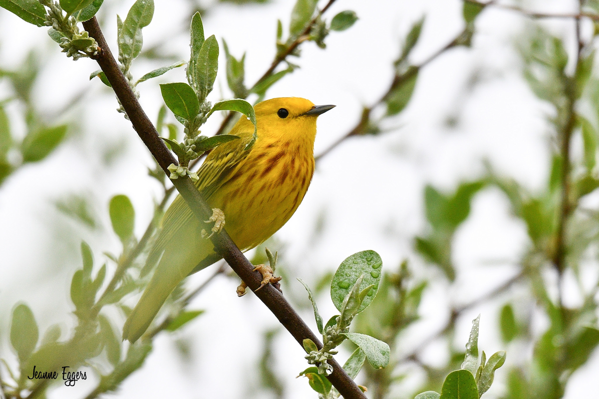 Yellow Warbler - ML634523168