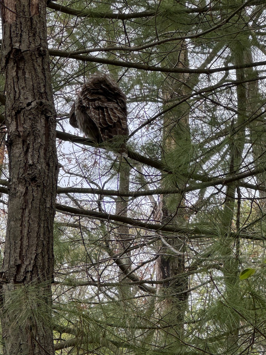 Barred Owl - ML634523200
