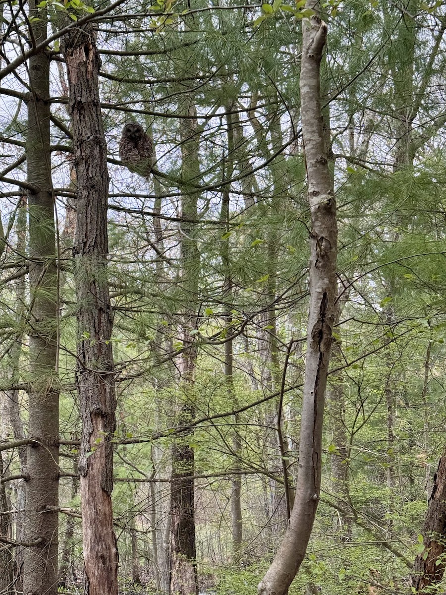 Barred Owl - ML634523201