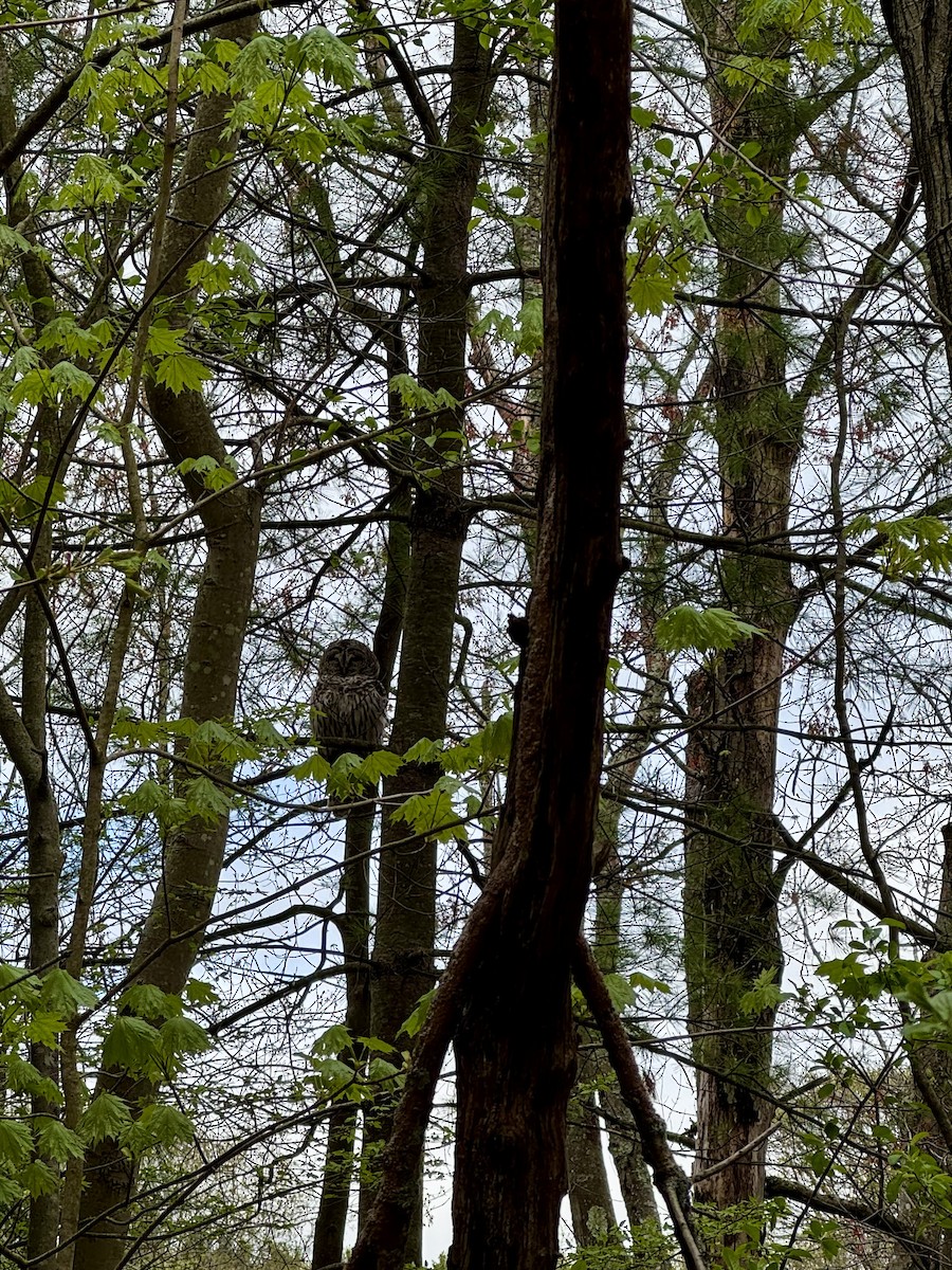 Barred Owl - ML634523202