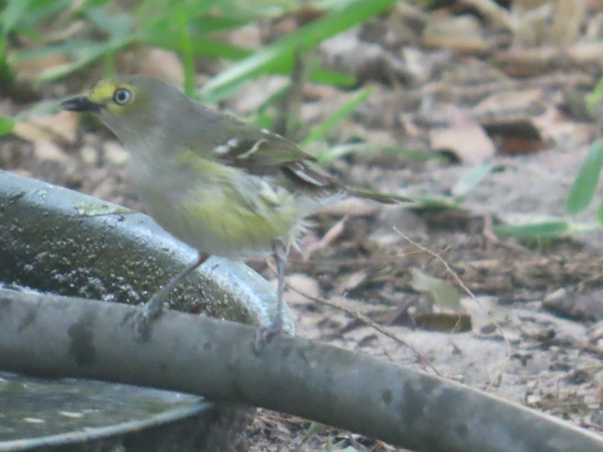 White-eyed Vireo - ML634523265