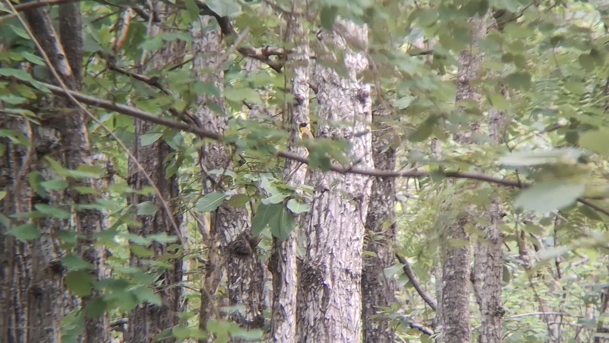 Black-headed Woodpecker - ML634523308