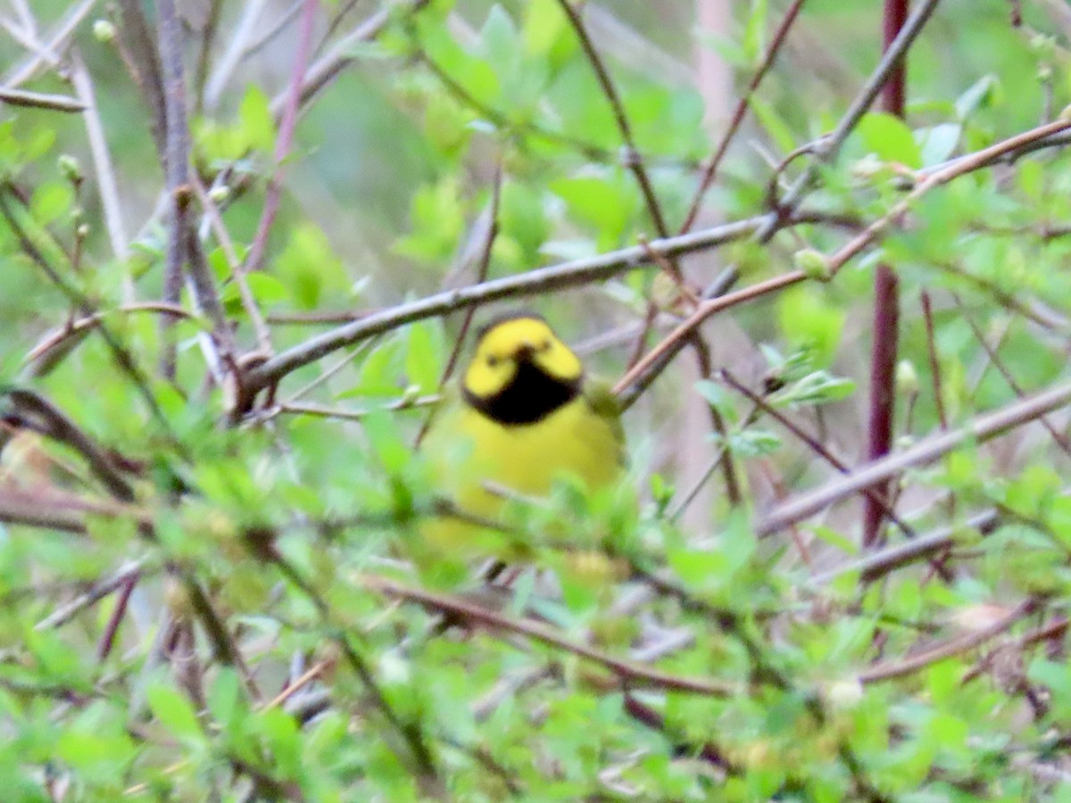 Hooded Warbler - ML634523338