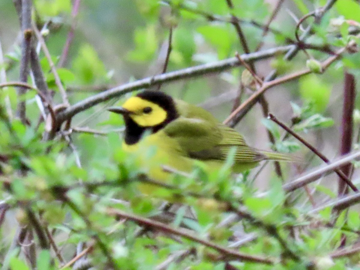 Hooded Warbler - ML634523339
