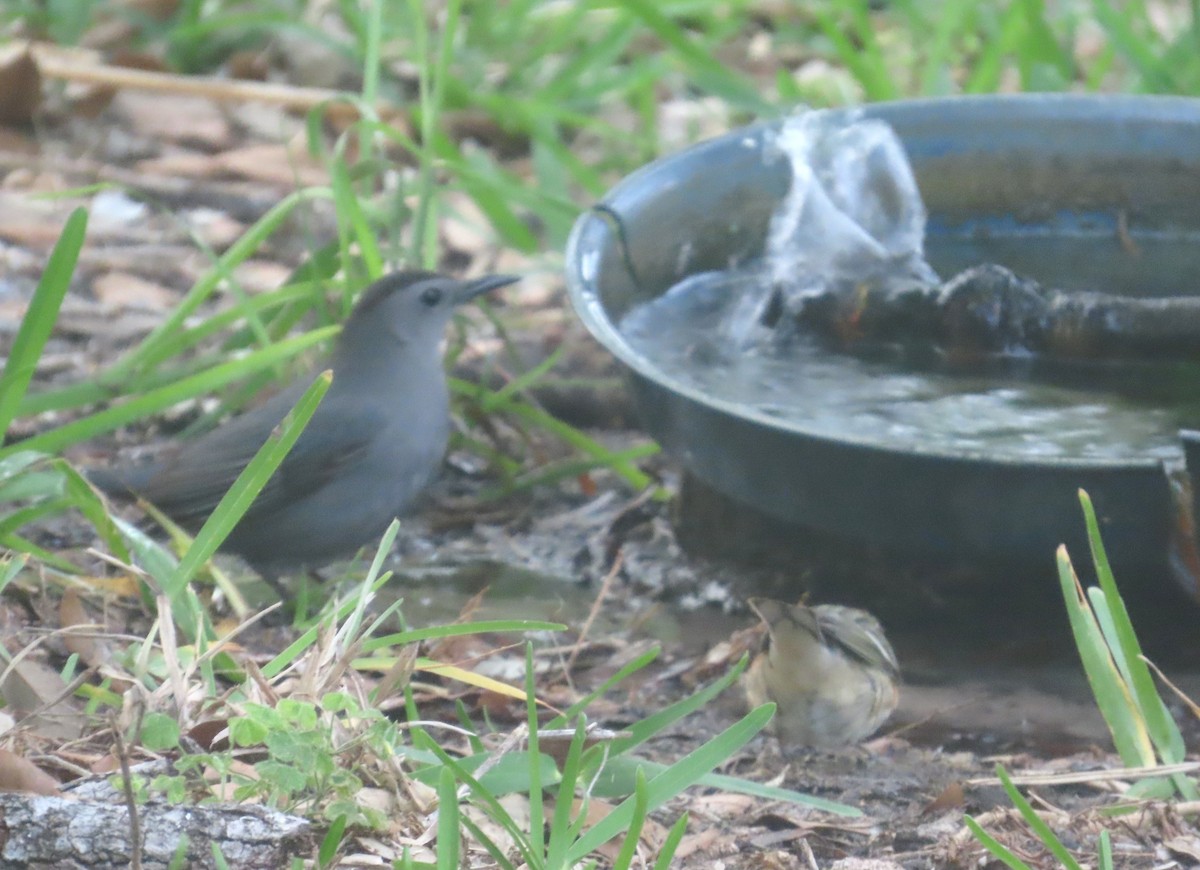 Gray Catbird - ML634523361