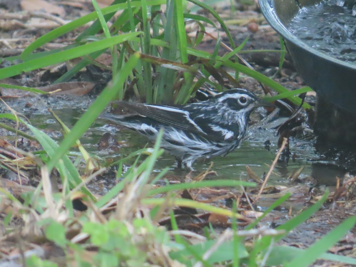 Black-and-white Warbler - ML634523384