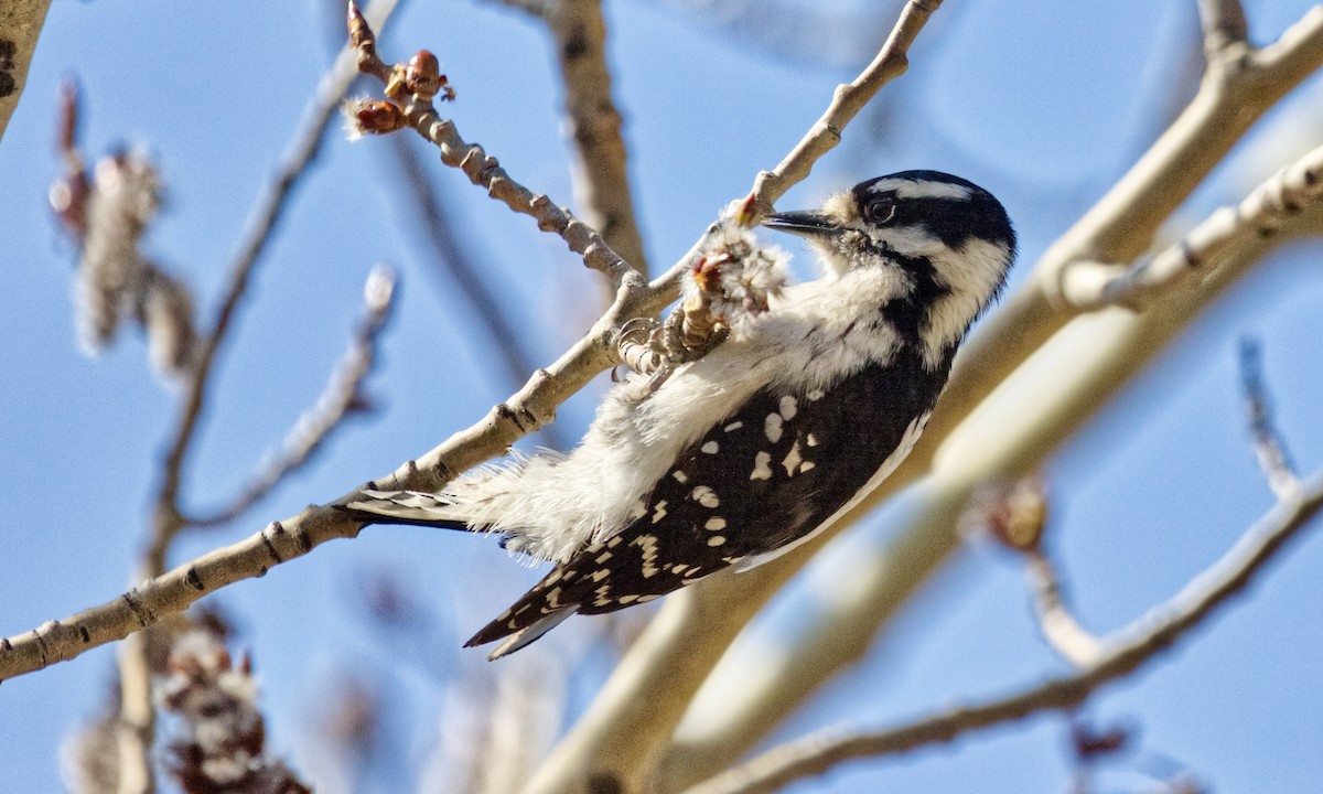 strakapoud osikový (ssp. pubescens/medianus) - ML634523398