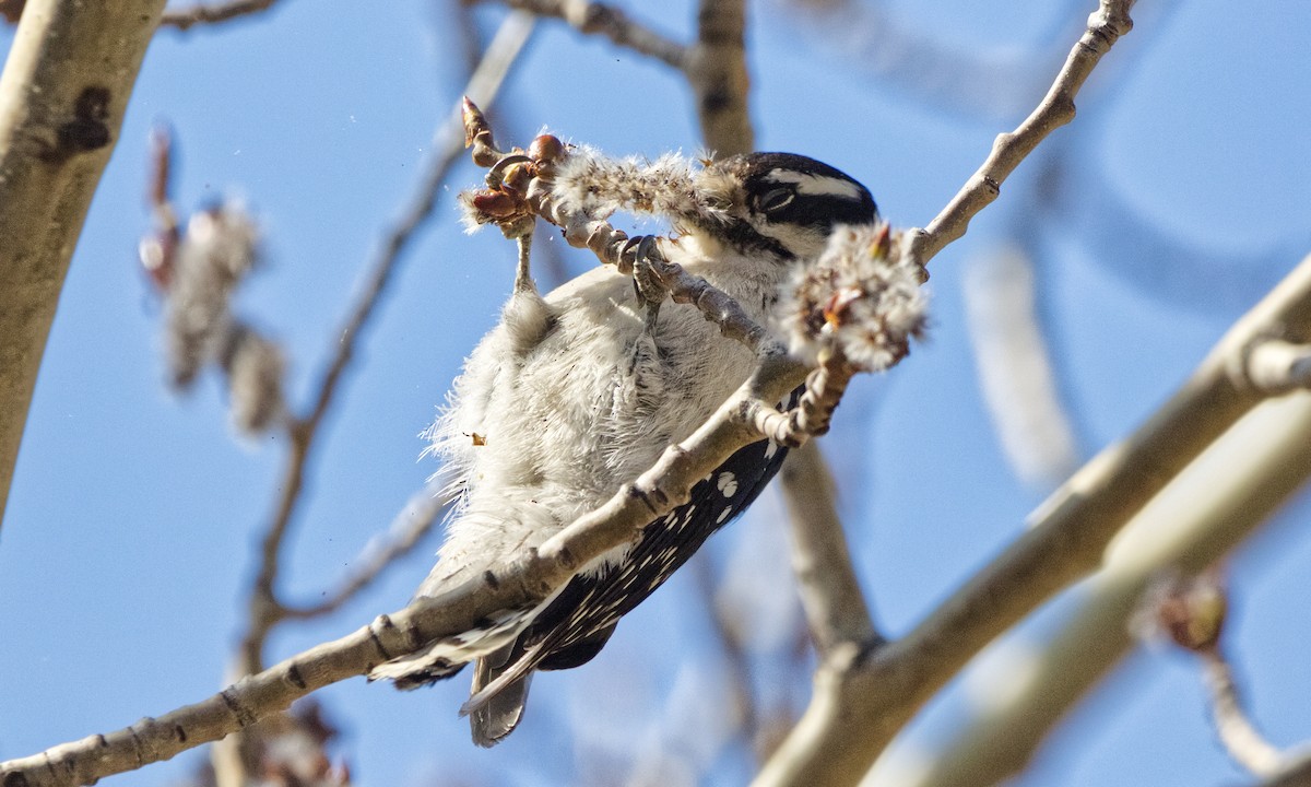 strakapoud osikový (ssp. pubescens/medianus) - ML634523399