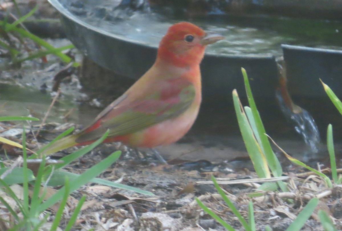 Summer Tanager - ML634523421