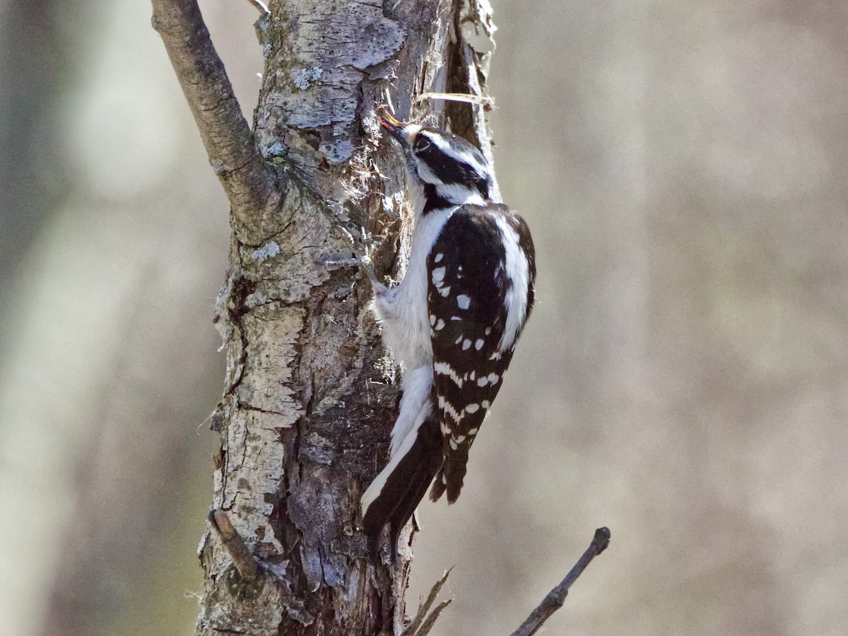 strakapoud osikový (ssp. pubescens/medianus) - ML634523442