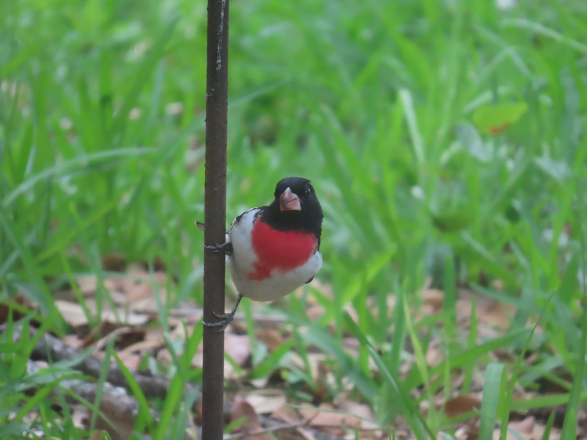 Rose-breasted Grosbeak - ML634523443
