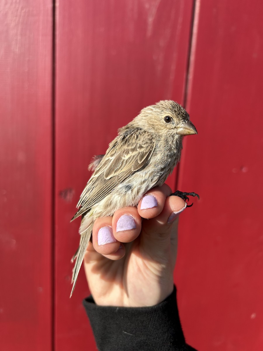 House Finch - ML634523514
