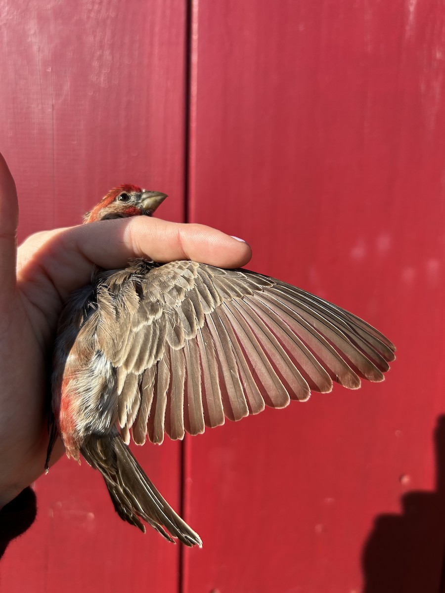 House Finch - ML634523515