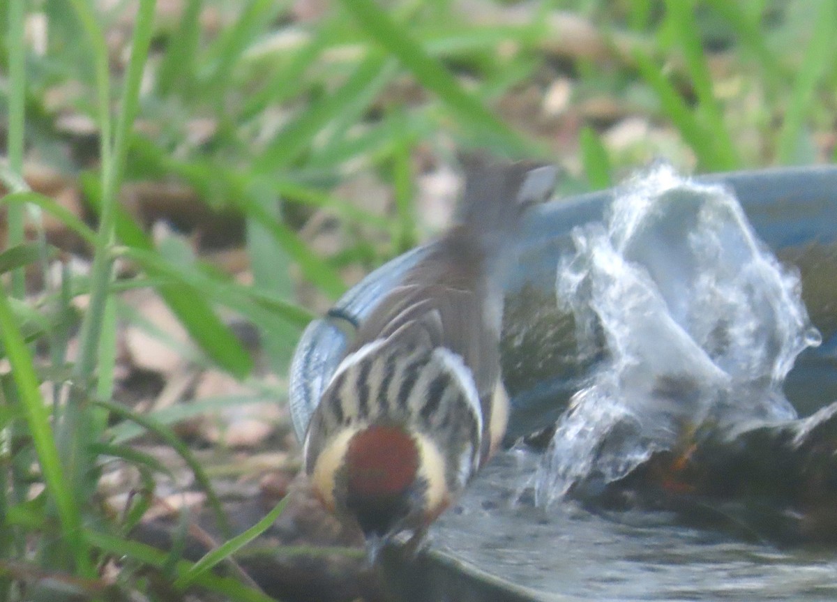 Bay-breasted Warbler - ML634523540